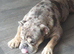 English bulldog girl