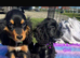 2 show type cocker spaniels puppies
