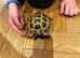Tortoise for sale