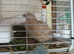 Available small / standard size Coturnix Quail Group 2 x boys and 4 hens £29 the group 6 birds
