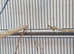 2 young cock budgies