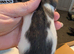 Dumbo/standard mix baby rats