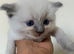 Ragdoll Kittens