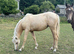 2024 Fillies
