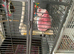 Male galah cockatoo for sale