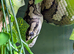Coastal x Irian Jaya?.. female
