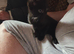 I have 3 black kittens 2 male 1 female