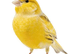 Canaries for new home