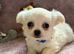 One boy. One girl both white & cream chihuahua puppies KC registered ready to go now