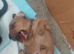 Daushund pups 4 wks old