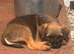 Border terrier