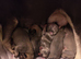4 female french bulldogs puppies