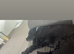 Cockapoo