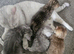 British Shorthair kittens!!