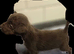 Patterdale terrier puppies