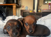Beautiful Mini Dachshund Puppies