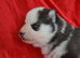 Kc registered Black and white female puppy ready 26/09/26
