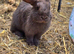Mini lop chocolate buck for sale