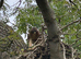 Redtail hawk for sale
