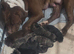 American bully pups ready to leave home