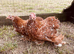 Pekin girls