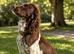 English Springer Spaniel Puppies