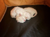 Blue Point Ragdoll Kittens