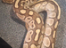 2 female ball pythons