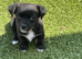 Short legged, Jack Russell boy puppy
