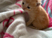 Kittens, ready mid july
