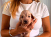 Longhair Miniature dachshund