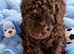 Stunning pure bred toy poodie pups