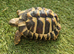 Hermann tortoise and full set up