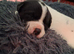 JAPANESE AKITA X STAFFIE PUPS