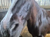12.3hh 11 year old mare