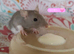 Beautiful mixed seed baby rats