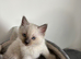 Ragdoll male kitten 10/07/26