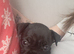 Last female Frenchie x English bulldog