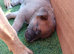 Belgian malinois x german Shepherd puppie last one