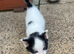 Cute kittens available for adoption
