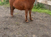 Shetland x mare