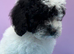 Beautiful Cavapoochon puppies ready now