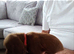 Working cocker spaniel puppies