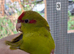 Kakariki males for sale