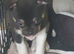 Chihuahua puppies Alford lincs