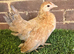 Serama Pullets