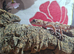 Male Australian Barking gecko