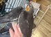 Hand-Reared Cockatiels