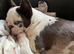 French bulldog puppies ready to go there forever homes