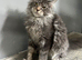 maine coon boy redy now